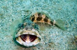 banded jawfish yawning. fuji f450 (no strobe) by Wendy Montbrun 